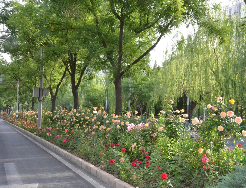 嘿！你发现街头盛开的鲜花了吗？