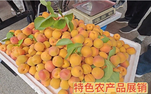 太原市乡村振兴“五村联盟”启动仪式暨阳曲县黄寨镇南留南村首届水果“采摘节”开幕