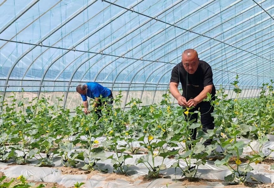 爱农晋祠现代农业园：农户免费种  产品统一销