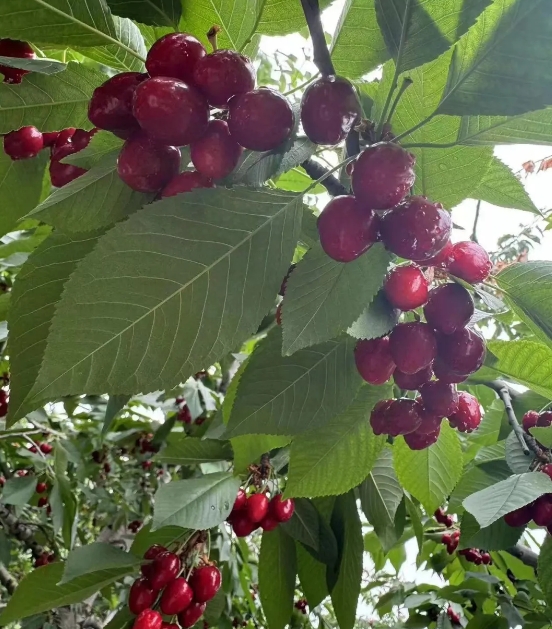 太原尖草坪区西墕乡：樱桃园里好风光   采摘尝鲜正当时