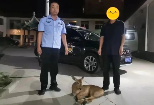 猫头鹰、狍子、楼燕都得救了！