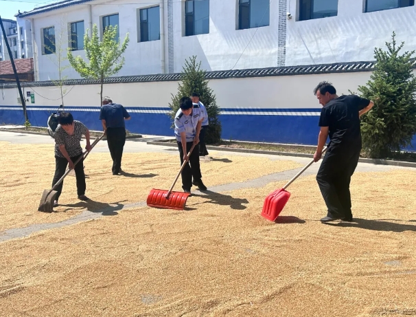 长治黎城：风吹麦浪  夏收好“警”象