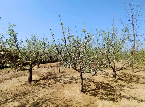 预计产值700万元！太原尖草坪区柏板乡上薛村荒山变果园，结出“致富果”！