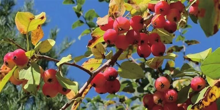 太原植物园，深秋有“惊喜”！