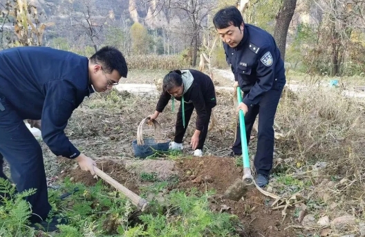 长治平顺：老人采收难  民警帮忙“拔萝卜”