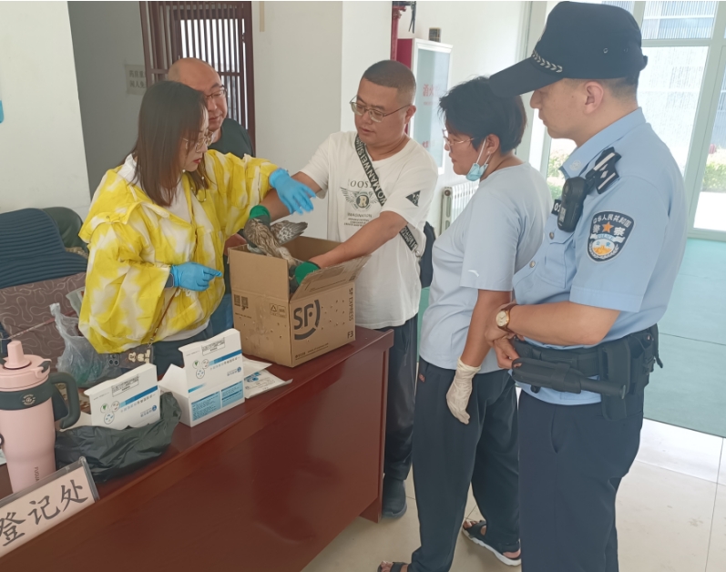 太原杏花岭区职工新村派出所：受伤红隼的“生命保卫战”