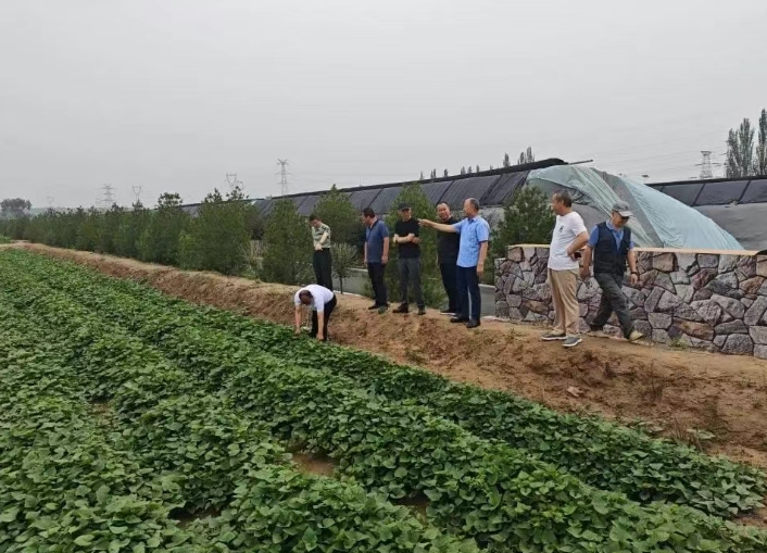 农科院专家到太原尖草坪区西墕乡，给种植产业开“药方”