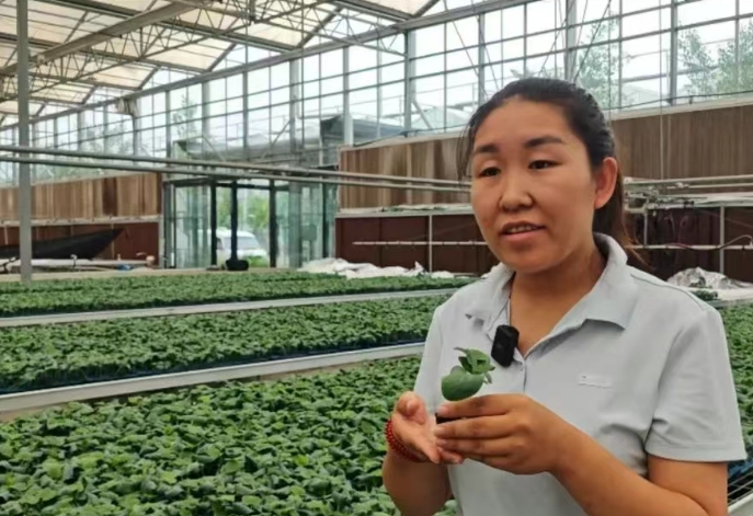 临汾曲沃订单育苗：从“会种地”到“慧种地”的蝶变