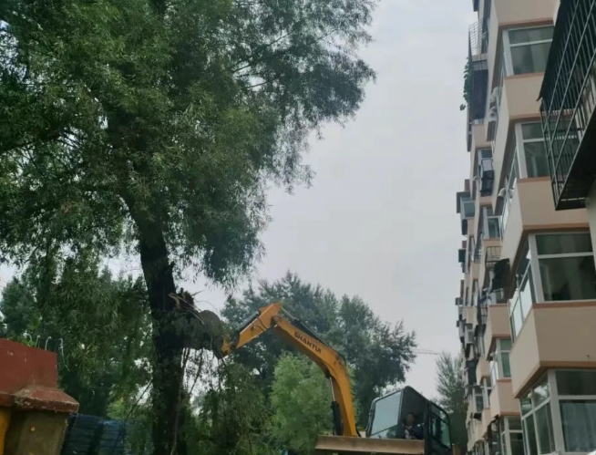 及时出手清“树患”　——太原尖草坪区光社街道建工街第一社区解民忧
