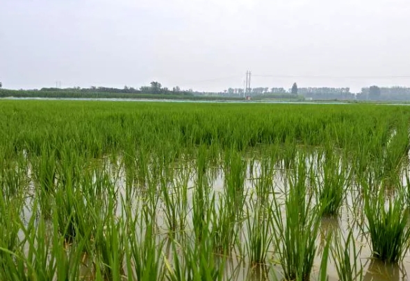 “虾兵”之后再迎“蟹将”！太原尖草坪区柴村街道呼延村绘就乡村振兴新图景