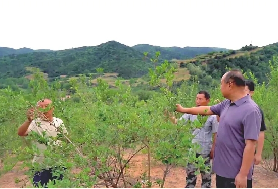 临汾安泽县：精准采收  做“优”品牌