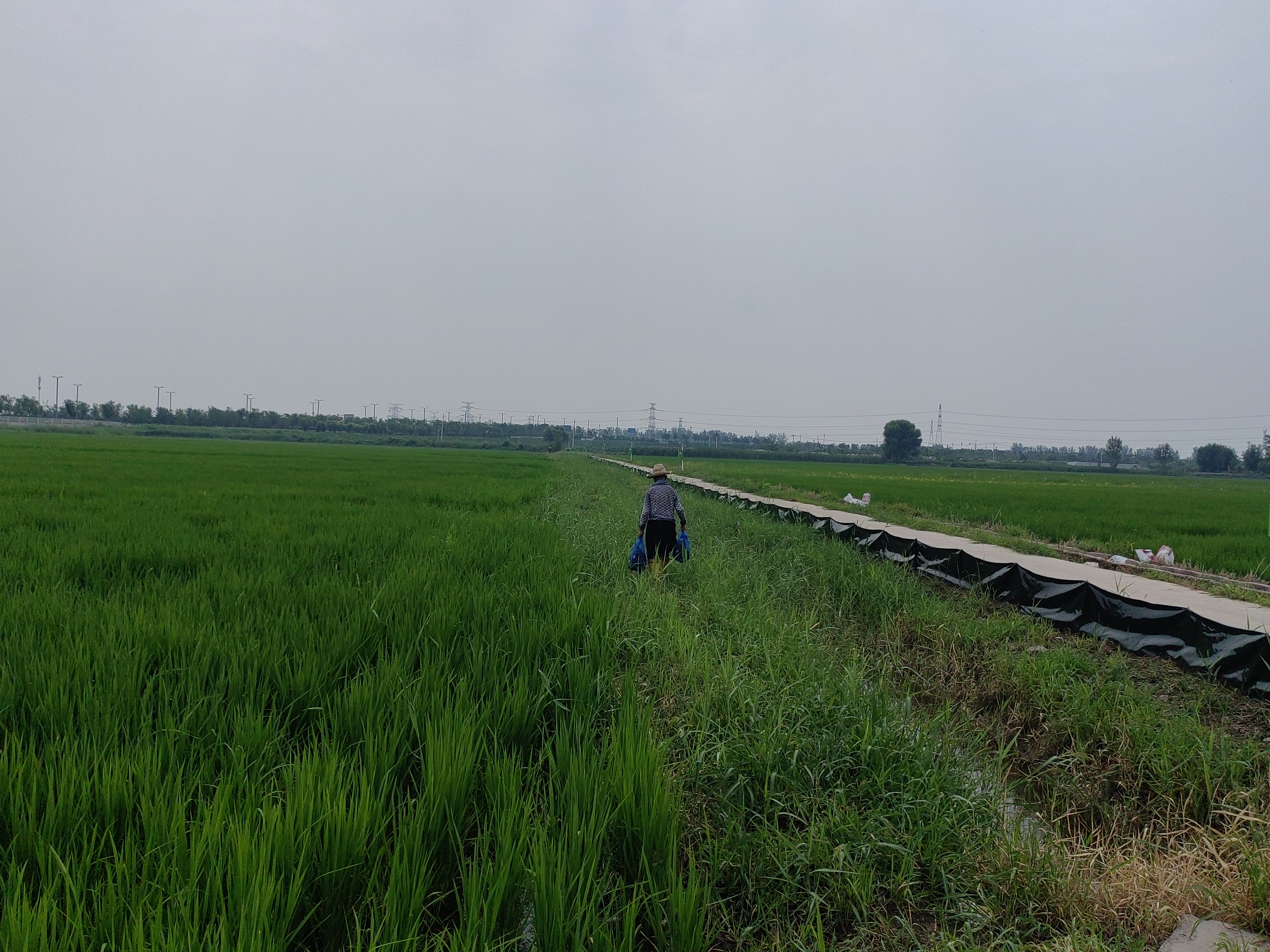 太原晋源区晋祠镇：稻蟹混养  奏响“振兴曲”