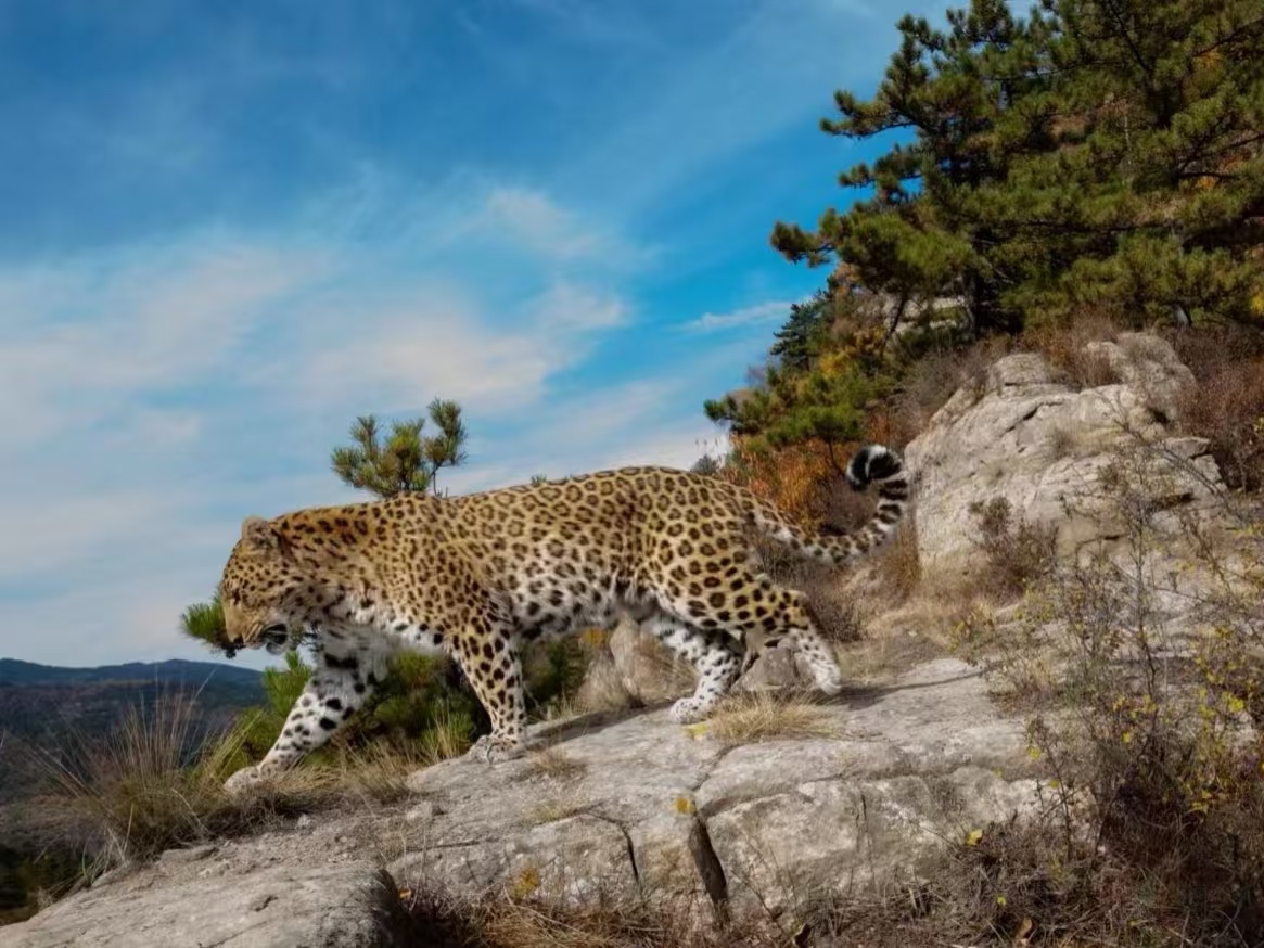 三晋生态卫士  守护表里山河