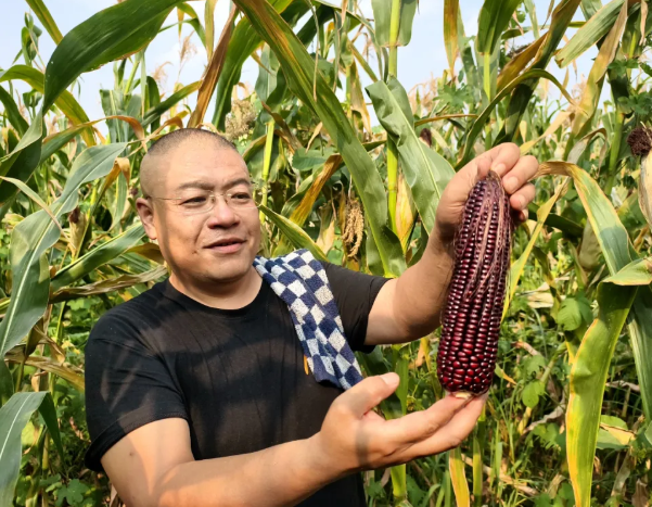 100天！临汾汾西“黑珍珠”迎来大丰收