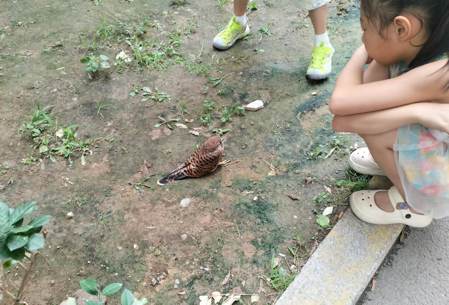 太原杏花岭区：小区惊现国家二级保护动物红隼  多方联动共救助