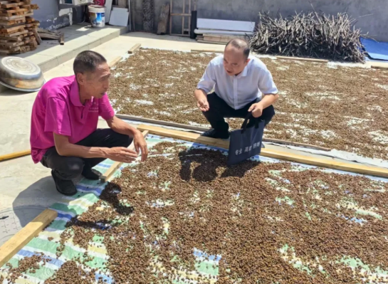 背包映山黄：临汾浮山农商银行寨圪塔支行以金融初心托举连翘致富路