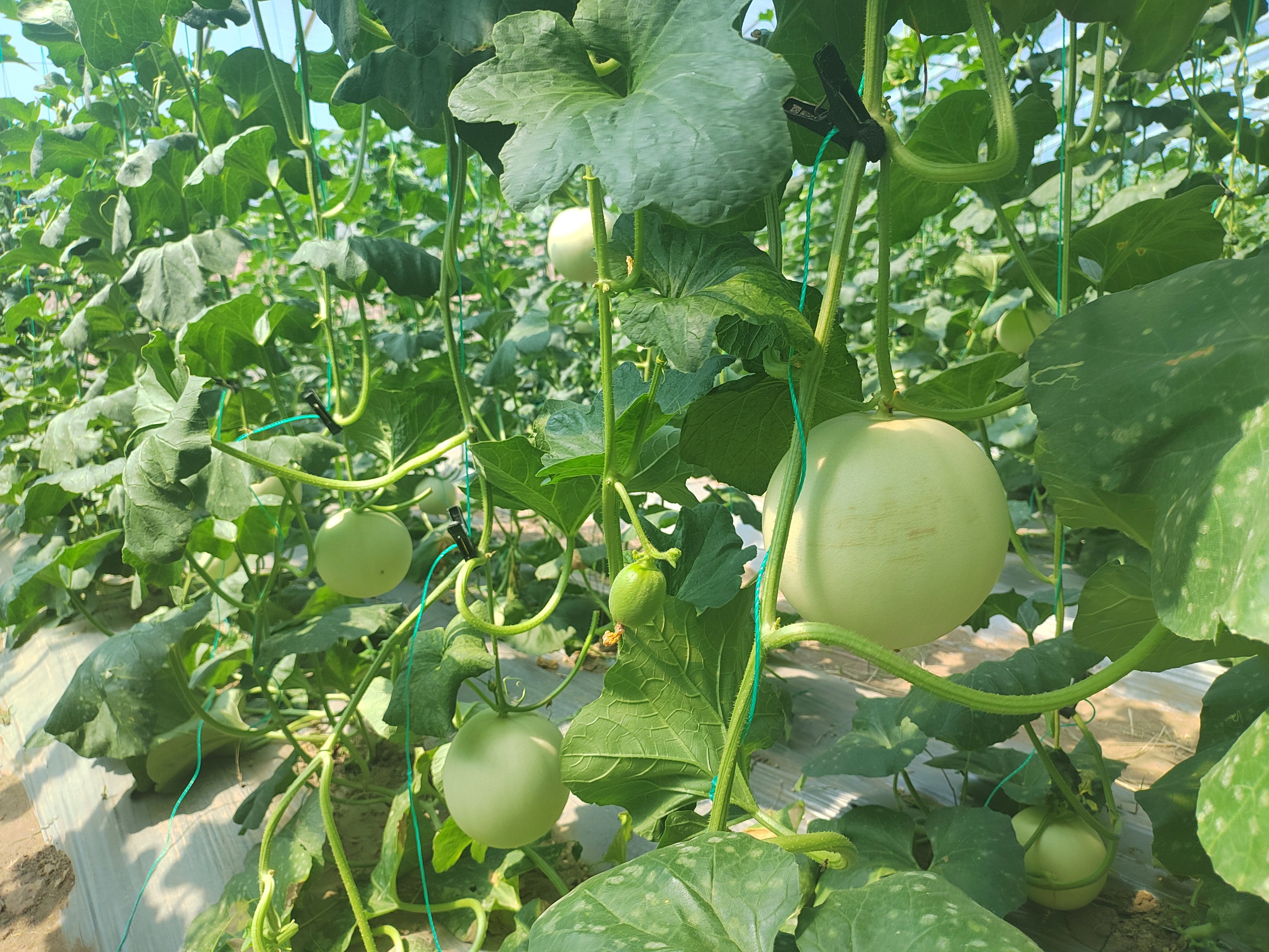 从体育生到新农人：“00后”大学生的种瓜记