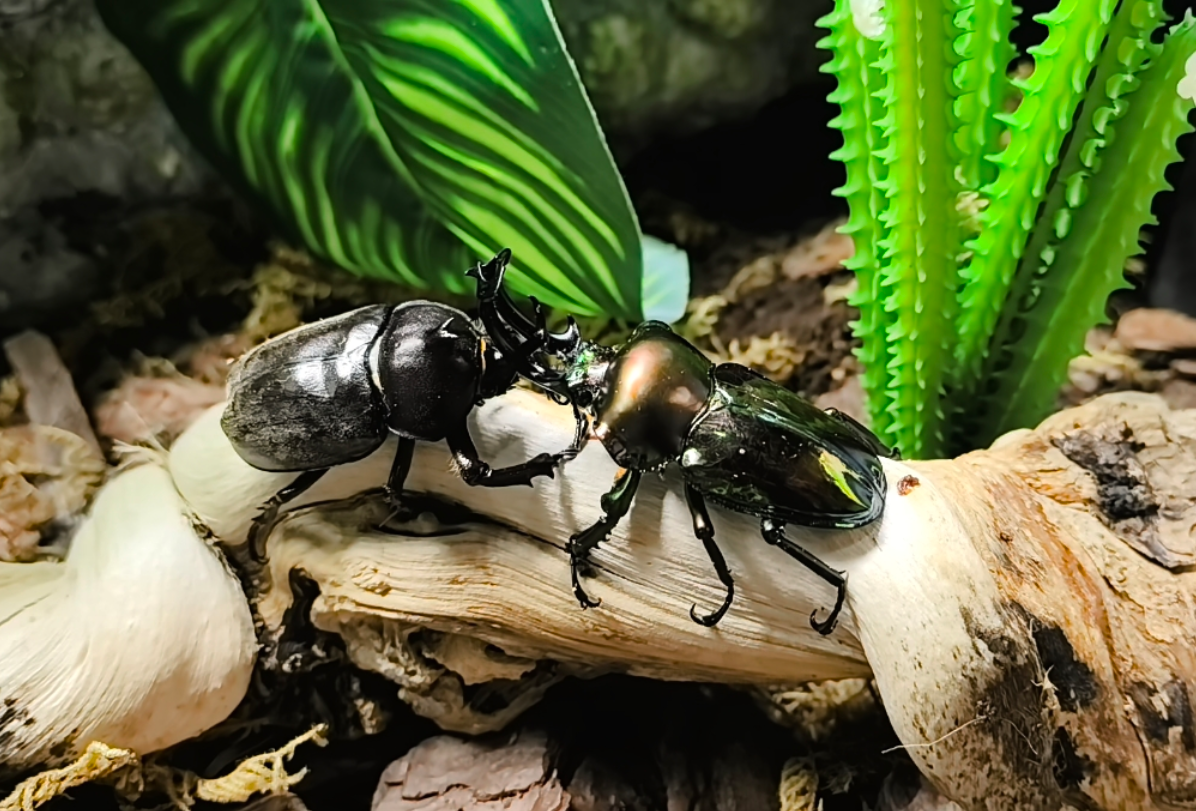 太原植物园的“虫虫大作战”火了