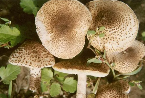 太原尖草坪区卫健局紧急提醒：这种蘑菇有毒，不要吃