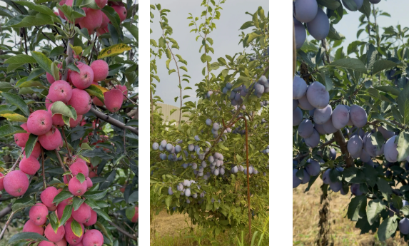 金秋好“丰”景  太原小店区这个农场欢迎你来采摘