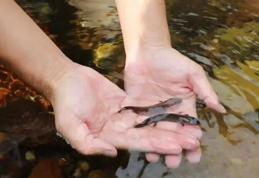 运城：增殖放流  千尾大鲵“安家”历山