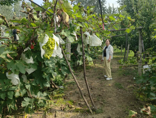 秋日采摘地图已更新——太原尖草坪区柴村街道西张村的枝头正热闹