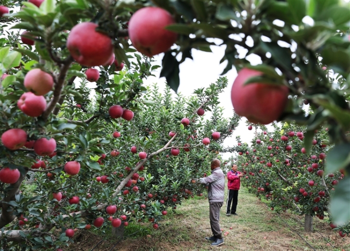 晋中潇河城市农场农文旅融合打造近郊休闲“后花园”：秋日露营趣  硕果采摘乐
