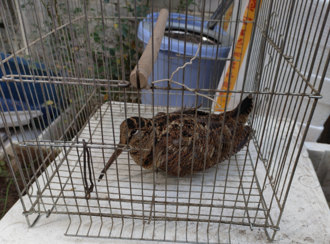 太原杏花岭区：警民联手救助国家二级保护动物丘鹬