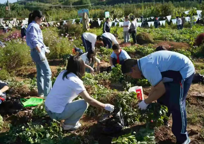 躬耕秋田知不易  少年收获懂珍惜——吕梁离石区长治路小学丰收节活动