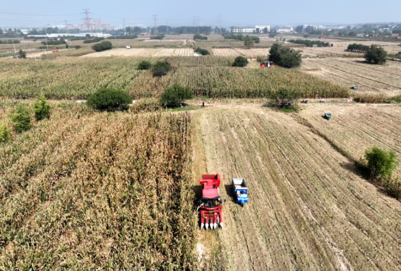 7600余亩玉米颗粒归仓——太原尖草坪区向阳镇机械化“掌勺”　田垄间“生金”！