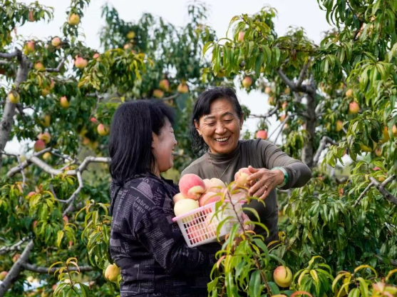 前方高甜 ！临汾尧都区贺家庄田间地头果香浓