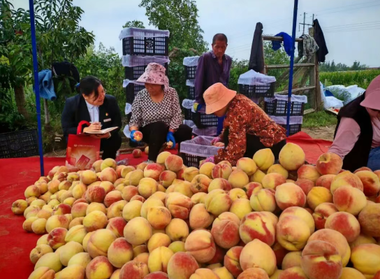 临汾曲沃农商银行：背包解码丰收路，红提满枝桃园熟