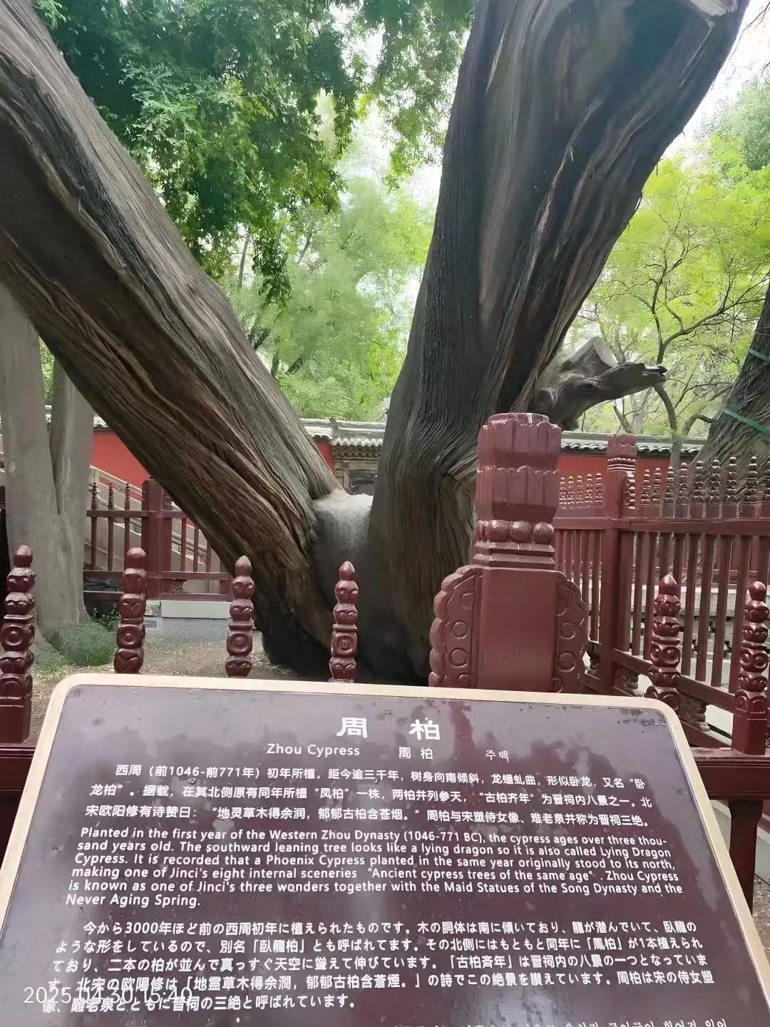 太原：晋祠周柏入选国家名录