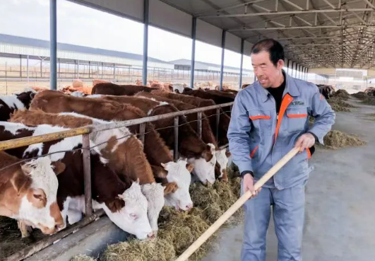 晋中灵石县段纯镇：党建领航“牛”劲足  产业兴旺乡村兴