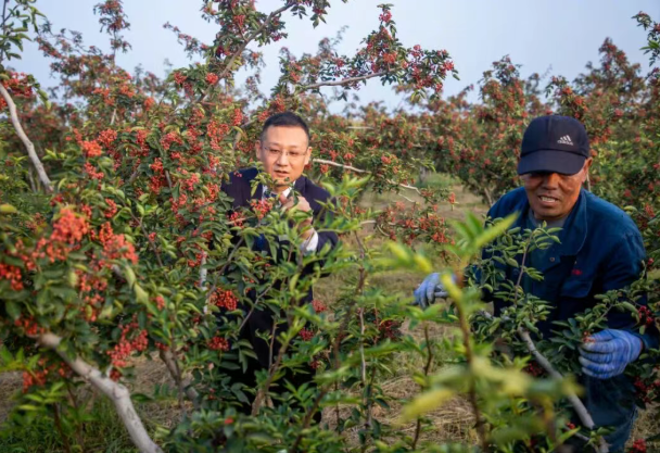 临汾襄汾农商银行：金融甘霖精准滴灌  产业花椒喜获丰收