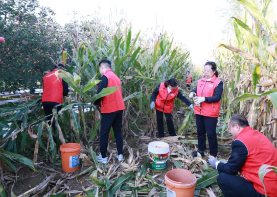 秋雨无情人有情  志愿助农暖民心——临汾浮山农商银行工会组织开展助农抢收活动
