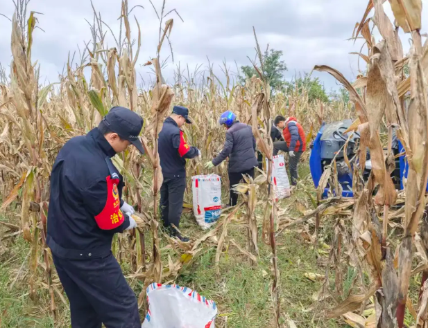 临汾蒲县：降雨抢收刻不容缓 “警”民同心颗粒归仓