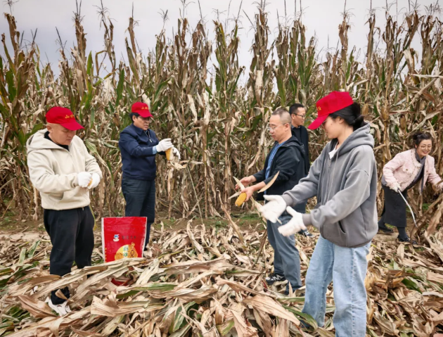 党旗高扬秋收一线  干群同心颗粒归仓——吕梁市教育局奔赴方山县开展助农抢收