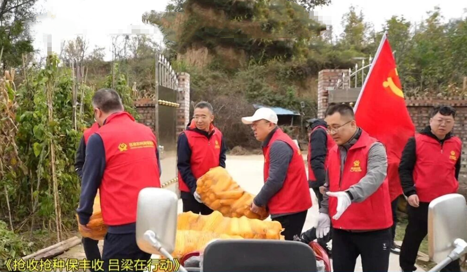 吕梁离石：农商“红马甲”助秋收  田间地头暖意浓