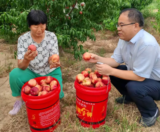 临汾曲沃农商银行：金融“活水”润果林，党建赋能结“金果”