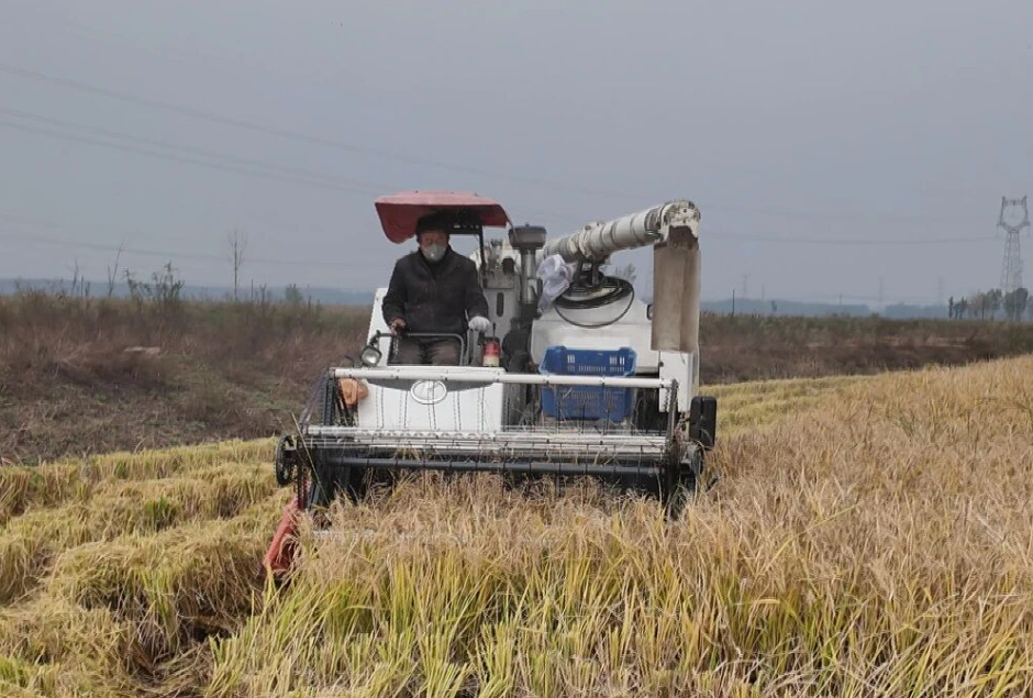 临汾侯马：部队助力乡村水稻种植  军地同心共绘振兴画卷