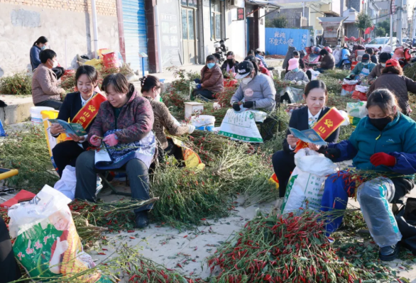 临汾浮山农商银行北王支行：金融助力农户“椒”上好运