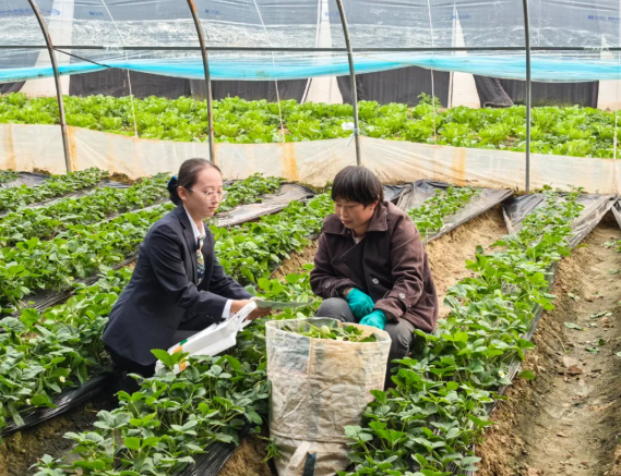 临汾翼城农商银行：金融执笔，绘就乡村“莓”好新图景