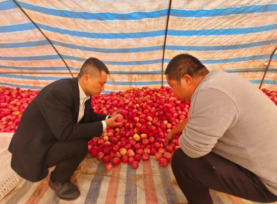 临汾大宁农商银行：金融赋能秋收果摘  精准护航丰收满仓