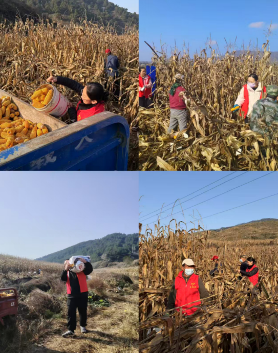 晋城沁水县十里乡：青春力量助秋收  倾情服务润民心