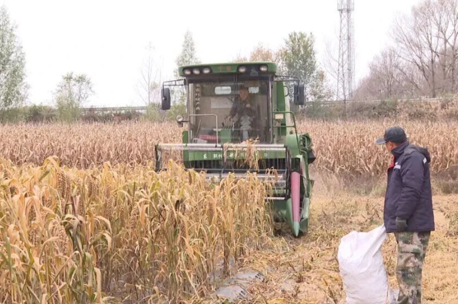 朔州朔城区：神头镇的小米，不错