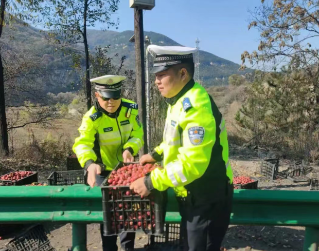 暖心瞬间！货车侧翻红果散落，临汾蒲县公安局交管大队民辅警化身“搬运工”紧急救助