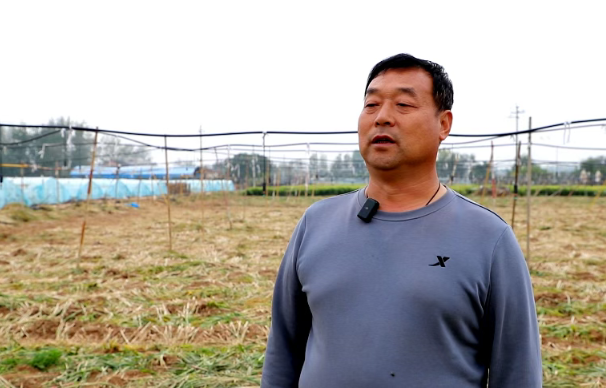 临汾曲沃： 小小生姜，撬开农户致富门！