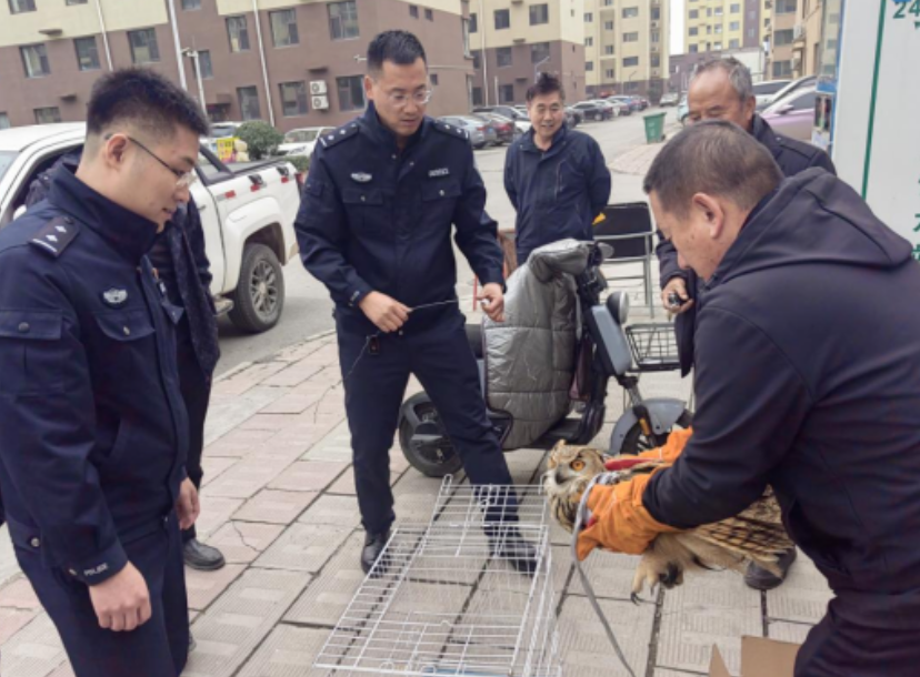 吕梁汾阳：窗下发现受伤雕鸮  警民联手成功救助