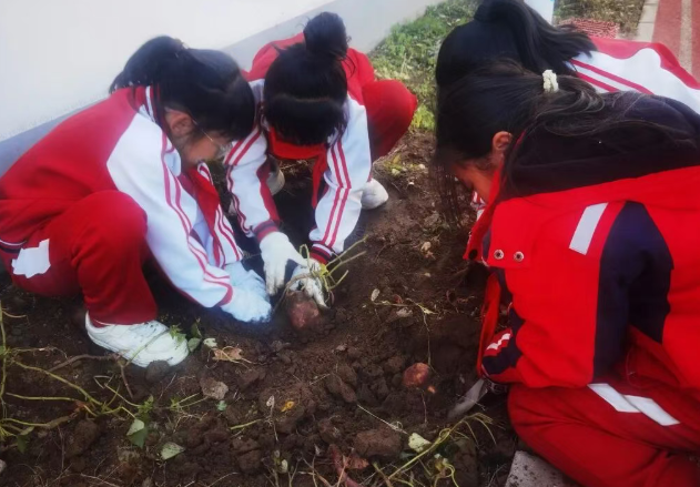 太原小店中心校孙家寨小学开展劳动实践活动